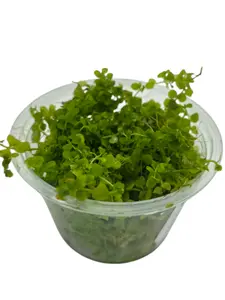 Tofu's Tanks Micranthemum "Monte Carlo" Live Aquarium Plant - Carpeting Plant (Needs high light, fertilizer, and co2)