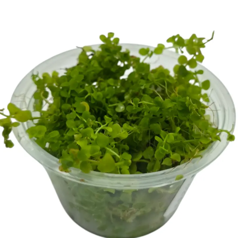 Tofu's Tanks Micranthemum "Monte Carlo" Live Aquarium Plant - Carpeting Plant (Needs high light, fertilizer, and co2)