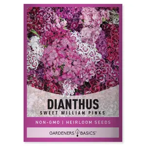 Sweet William Pinks Dianthus Seeds