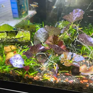 Red Tiger Lotus- (Dwarf Aquarium Lily)- EASY RED Aquarium Plant