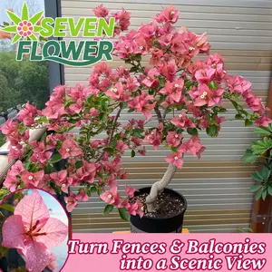 Dwarf Balinese Flower Seedlings - Compact growth habits, suitable for small balconies, evergreen flower shrubs, without special care.