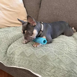 Durable Dog Toothbrush, Pet Chew Toothbrush and Teething Toy, Pet Oral Care Tool, Dog Dental Sticks and Tooth-Cleaning Brush