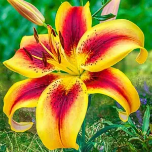 50 Heirloom Lily Seeds Fragrant Flower Plant (much less money than bulbs) - FRESH SEEDS - Limited Supply - Order Soon - Thank You