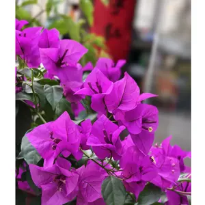 purple Bougainvillea-South American Jasmine Seeds （50+ pcs） Striking Landscaping Privacy Screen Plant Fast Growing & Maintain