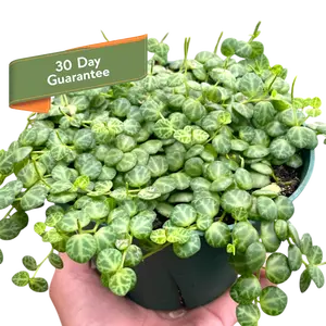 Peperomia Prostrata String of Turtles Plant Live House Plant Hanging Indoor Plant Vining Succulent