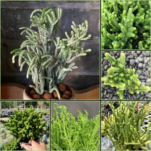Fantastic Rare Crassula Muscosa 'Watch Chain' Starter Succulent Rooted and Established