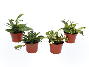 Erik's Plants Box Hoya Assortment