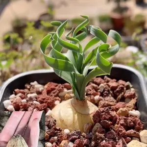 Albuca Concordiana Bulb, Size 0.7 inch to 1.2inch, Curly Grass Albuca Bulb Only