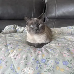 1pcs of small floral print summer quilt, super soft and skin-friendly air-conditioned quilt, suitable for use in all seasons, bedrooms, and living rooms Air Conditioning Quilt