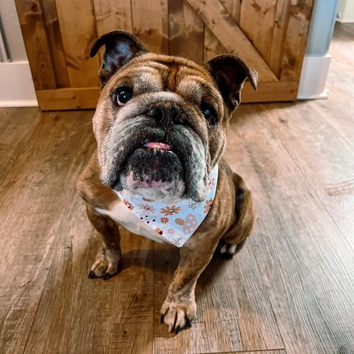 Mushroom floral Scrunchie dog bandana