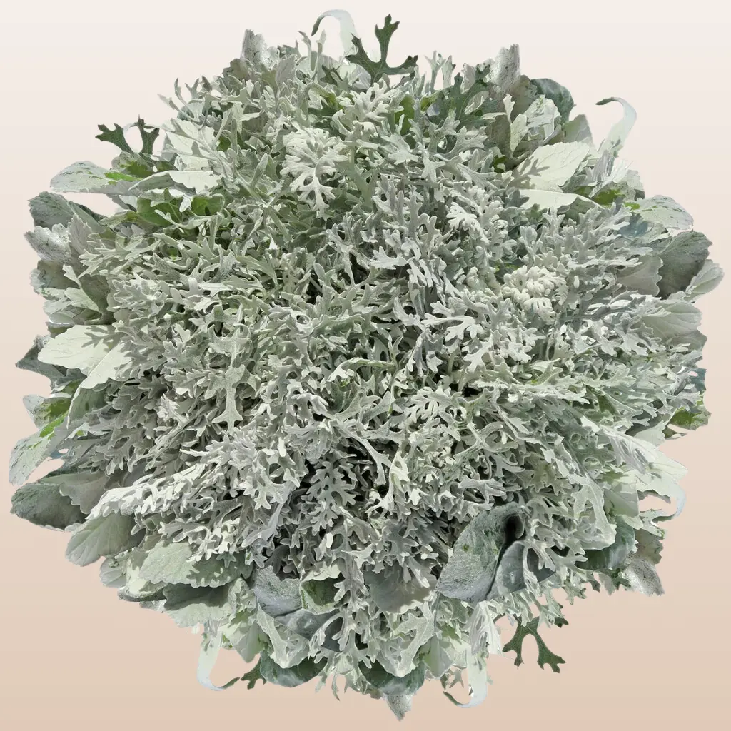 Dusty Miller Lacey Leaf 40cm 50 Stems Silvery Gray Foliage for Wedding Bouquets & Winter Arrangements