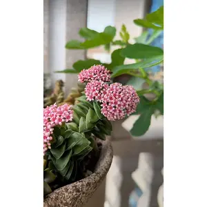 2"Live Succulent Shentong