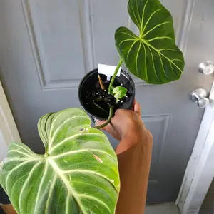 Philodendron Gloriousm Zebra