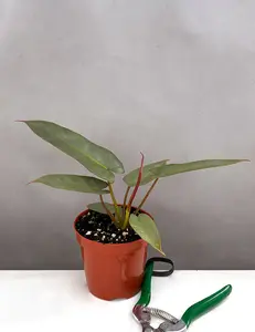 Philodendron Atabapoense