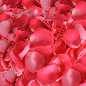 Rose Petals Hot Pink - Premium Ecuadorian Farm Fresh Natural Petals for Vase Life 3-5 Days - 10 Bags of 500 Petals - Perfect Gift for Any Occasion