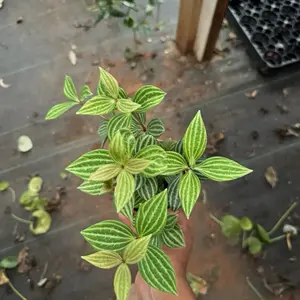 Peperomia Parallel 4 inch pot