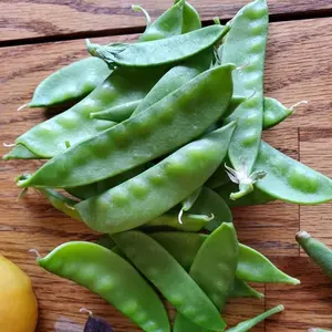 Organic Oregon Sugar Pod Snow Pea Seeds (Pisum sativum) – 15+ Seeds for Crisp, Sweet Snow Peas, Ideal for Stir-Fries and Salads