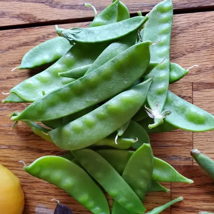 Organic Oregon Sugar Pod Snow Pea Seeds (Pisum sativum) – 15+ Seeds for Crisp, Sweet Snow Peas, Ideal for Stir-Fries and Salads