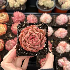 Echeveria ‘Heart’s Door’ (around 2'')- Bare Root Succulents - Terra Tales