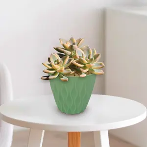 Variegated Ghost Plant - Graptopetalum Paraguayense Variegata