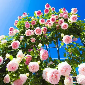 Easy Grow Mixed Climbing Rose Seeds - Heirloom Non-GMO Open-Pollinated, Drought-Tolerant Outdoor & Potted Flowers, Trellis Must-Have, Grow Flowers for Garden & Balcony, Giant Zinnia Kit, Spring Glow Up
