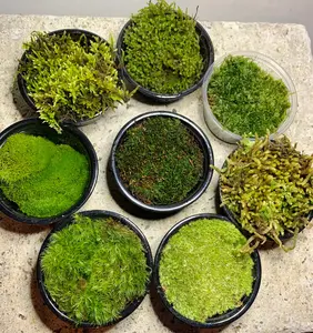 Live Moss Sampler, 8 Varieties of Terrarium Moss