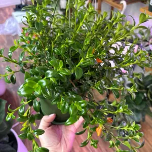 Goldfish Plant FULL in 6” HB Live Houseplants - Vibrant Green Leaves & Orange Accents - Columnea spp. - Perfect for Indoor Decor - Easy Care Pot