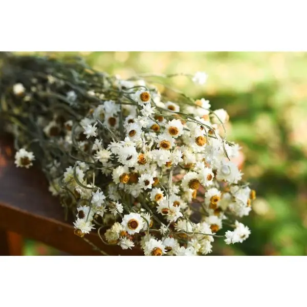Dried Daisy Bunch, Mini Daisy, Wedding Flowers, Home Decor