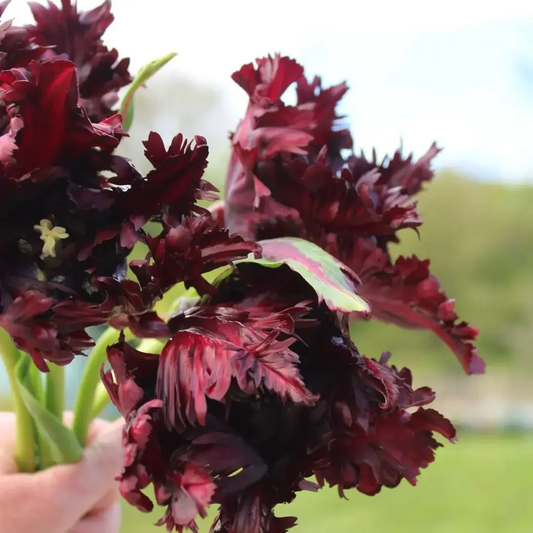 Black Parrot Tulip Bulbs, Rare Dark Burgundy Frilled Parrot Tulips, Unique Curly Petal Spring Perennial Flowers, Easy to Grow for Garden Beds, Patio Pots & Luxury Cut Flower Decor
