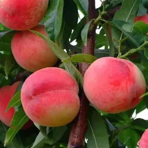 Self-Pollinating White Peach Tree - Sweet, Juicy White Pulp Fruit Tree, Suitable for Home Garden Planting, Self-Pollinating Fruit