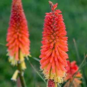Red Hot Poker Seeds Tall Spikes of Tubular Flowers Drought-Tolerant Low-Maintenance Attract Pollinators Adds Burst of Color and Drama to Garden Borders, Perennial Beds 100Pcs
