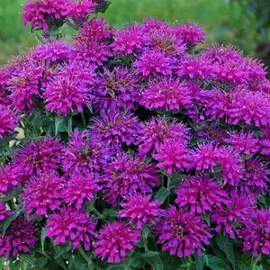 Green River- Gumball Bee Balm Flower Seeds - 100 Premium Seeds for Pollinator Gardens & Cottage Borders - Easy to Grow in Partial Sun - Vibrant Purple Blooms - USDA Zones 3-10 - Beginner Friendly