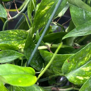 Epipremnum Pinnatum Neon Variegated