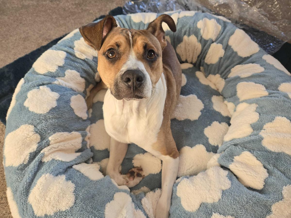 Item: Blue, L (36x36x10)