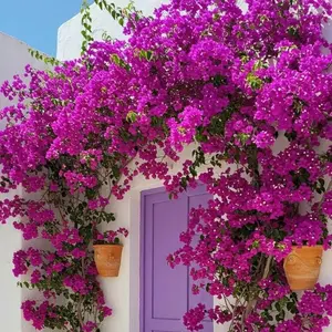Assorted Colors Live Bougainvillea Trees Tall Well-Rooted Plants for Indoor & Outdoor Home Garden Decor