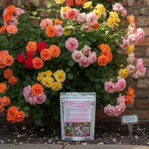 200+ Climbing Rose Seeds for Planting Outdoors Ornamental Climbing Flowers Rosa Bush Vine Climber Long-Blooming