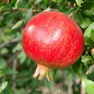 Live Red Pomegranate Tree Plant Punica Granatum Plant Sweet Pomegranates Tree 8-12 Inch Tall