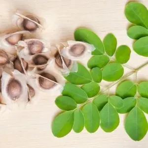 Organic Non-GMO Moringa Seeds - 100ct (Approx), High Germination, Fast-Growing Superfood Tree Seeds - Ideal for Home Cultivation & Edible Uses