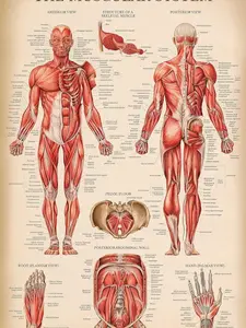 Palace Learning Vintage Muscular System Anatomical Chart - Human Muscle Anatomy Poster