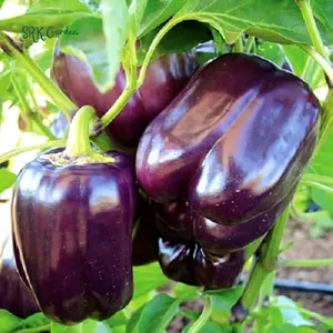 Lilac Sweet Bell Pepper | 30 Seeds