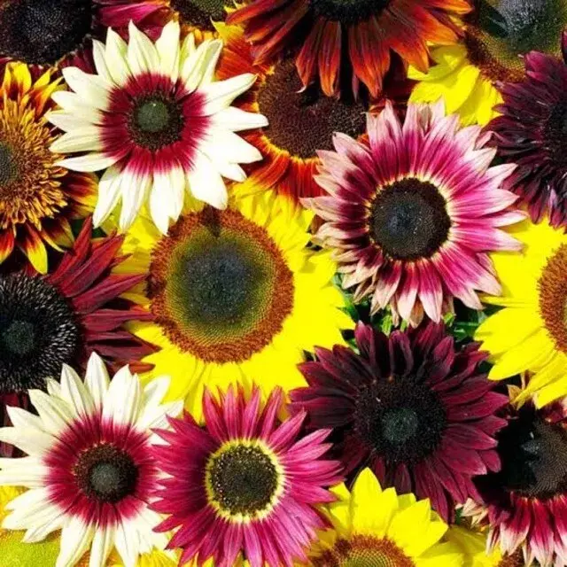 Green River 25 Rainbow Mix Sunflower Seeds - Perennial Flower Seed Pack, Assorted Vibrant Colors for Pollinator Gardens, Easy Outdoor Planting, Premium Flower Seeds for Full Sun, Cottage Garden Blend