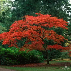 Japanese Maple Tree Seeds | (Acer palmatum)