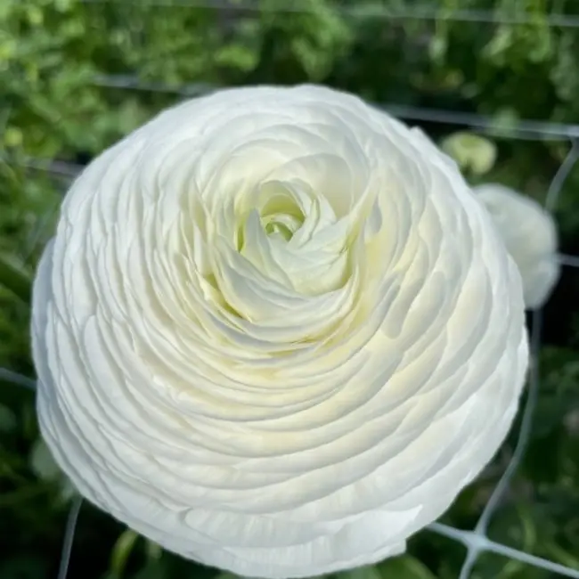 (5) Elegance Bianco Ranunculus Corms Bulbs Plants Tubers Spring Garden Flowers