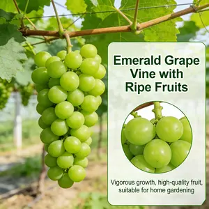 Sunshine Rose Grape Vine Seedling, Hardy and Easy-to-Grow Fruit Vine for Home Gardens, Patios, or Small Orchards, Decorative and Fruit-Bearing Plant