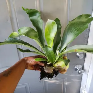 Staghorn Fern