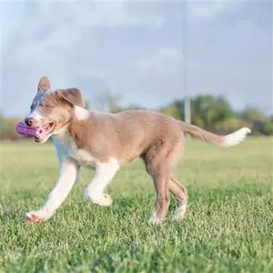 KONG Teething Stick KONG Teething Stick