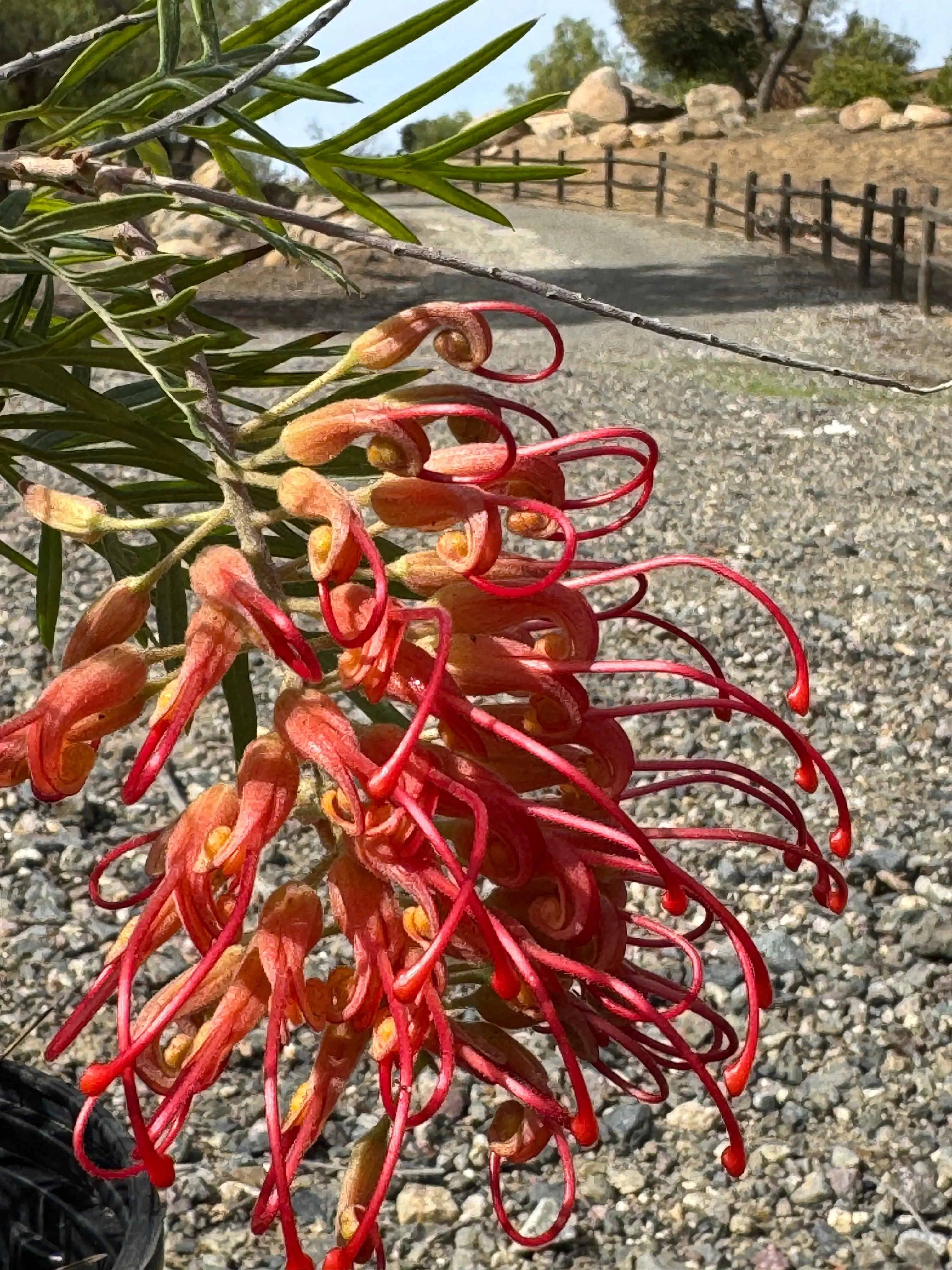 Grevillea ‘Robyn Gordon’: The Year-Round "Bloom Machine" with Fiery Red Flowers