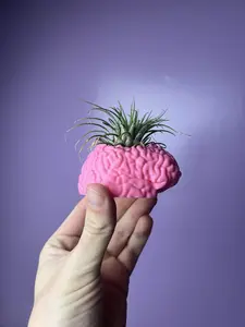 3D Printed Brain Succulent Planter - Modern Indoor Home Decor with Drainage for Cacti and Air Plants