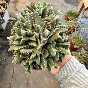 Tiger Jaws succulent Faucaria felina plant