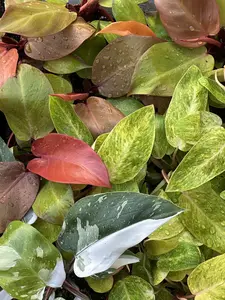 LIVE PICK ONLY - 6" Plant As Seen on Live